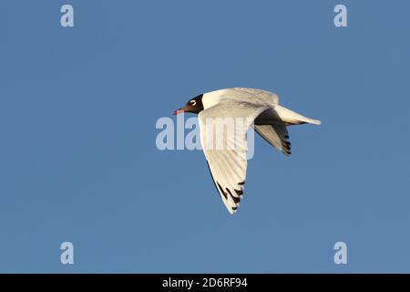 Reliktmöwe (Ichthyaetus relictus, Larus relictus), im Flug, Mongolei, Ikhes-See Stockfoto