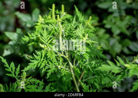 Jährliche, Gemeinsame ragweed ragweed, Bitter-Weed, Hog-Unkraut, römische Wermut (Ambrosia Artemisiifolia), blühende, Deutschland, Bayern Stockfoto