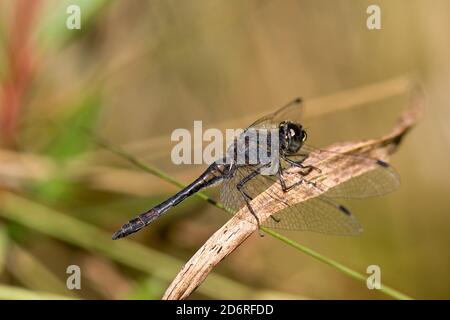 Schwarzes Sympetrum, schwarzer Darter (Sympetrum danae), männlich, Deutschland Stockfoto