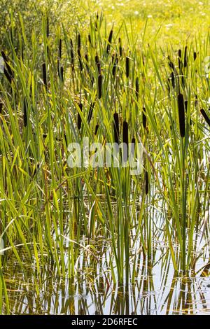 Gewöhnlicher Cattail, breitblättriger Cattail, breitblättriger Katzenschwanz, große Raufralle, Bullush (Typha latifolia), Frucht, Deutschland, Bayern Stockfoto