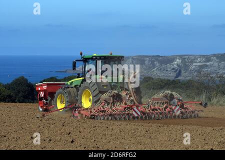 Farmer Sauen fangen Getreide, Frankreich, Bretagne, Côtes-d’Armor, Erquy Stockfoto