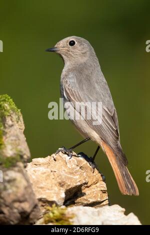 Gibraltar schwarzer Rottanz (Phoenicurus ochruros gibraltariensis, Phoenicurus gibraltariensis), auf einem Felsen thront, Italien, Kampanien Stockfoto