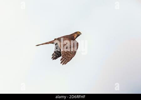 nördlicher Sperber-Habicht, Eurasischer Sperber (Accipiter nisus), im Flug, auf Beutejagd, Deutschland, Bayern Stockfoto