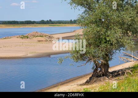 weide, Weide (Salix spec.), Weide am Ufer der Elbe, Deutschland Stockfoto