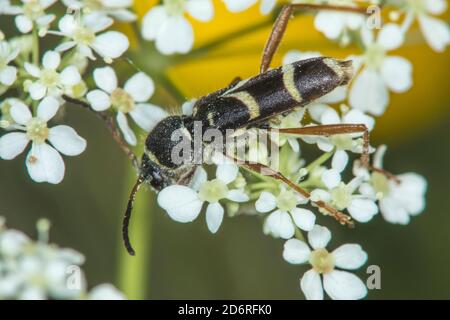 Wespenkäferchen (Clytus arietis), sitzt auf einem Infloreszenz, Deutschland Stockfoto
