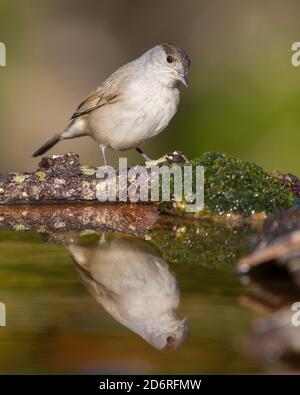 Blackcap (Sylvia atricapilla), erstes Wintermännchen, das sich in einem Teich spiegelt, Italien, Kampanien Stockfoto