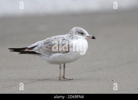 Ringschnabelmöwe (Larus delawarensis), im ersten Winter Ringschnabelmöwe, die am Strand, USA, New Jersey, ruht Stockfoto