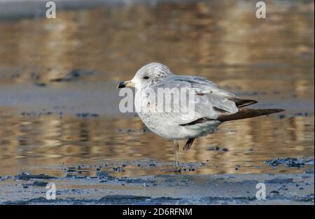 Ringschnabelmöwe (Larus delawarensis), zweites Kalenderjahr Ringschnabelmöwe auf gefrorenem See, Dänemark Stockfoto