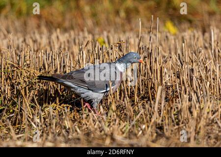 Holztaube (Columba palumbus), auf einem Stoppelfeld, Seitenansicht, Deutschland, Bayern Stockfoto
