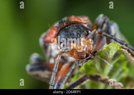 Soldatenkäfer (Cantharis rustica), Porträt, Deutschland Stockfoto