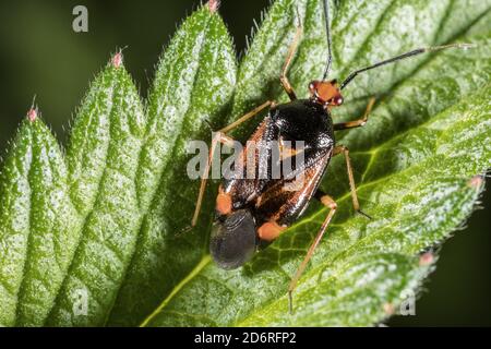 Capsid Bugs (Deraeocoris ruber), sitzt auf einem Blatt, Deutschland Stockfoto