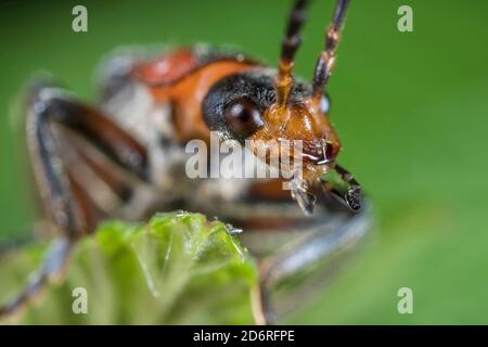 Soldatenkäfer (Cantharis rustica), Porträt, Deutschland Stockfoto