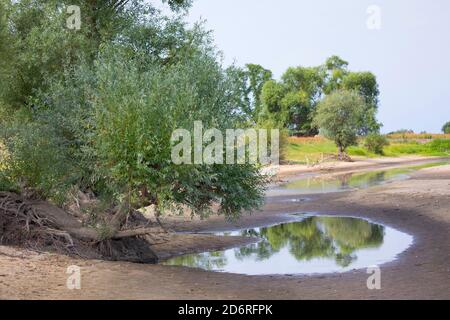 weide, Weide (Salix spec.), Weide am Ufer der Elbe, Deutschland Stockfoto