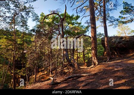 Verkrüppelte Kiefer am roten Sandsteinfelsen Effles im Wald, Deutschland, Nordrhein-Westfalen, Eifel, Nideggen Stockfoto