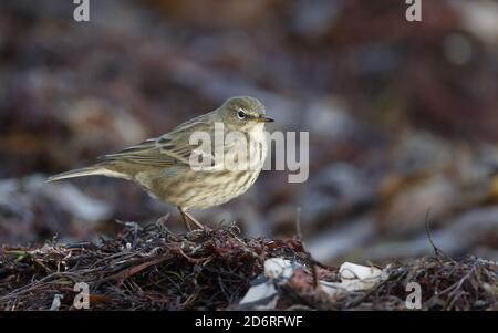 Skandinavische Hebriden-Steingrube (Anthus petrosus littoralis, Anthus littoralis), am Ufer, Dänemark Stockfoto