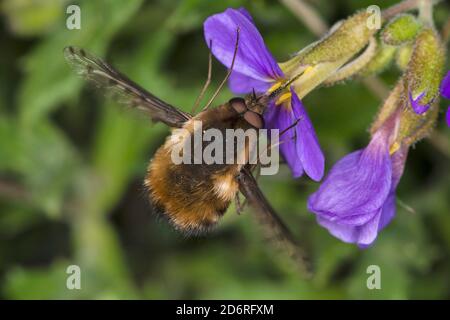 Gepunktete Bienenfliege (Bombylius discolor), schwebend an einer Blume, Deutschland Stockfoto