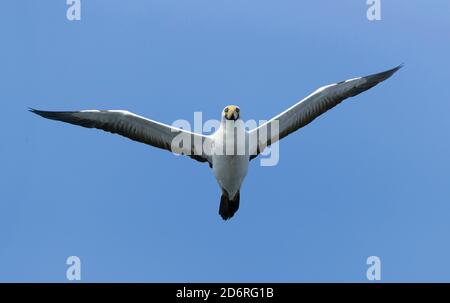 Maskierte Booby im Indischen Ozean (Sula dactylatra melanops, Sula melanops), Erwachsene im Flug von unten gesehen, Oman, Dhofar Stockfoto