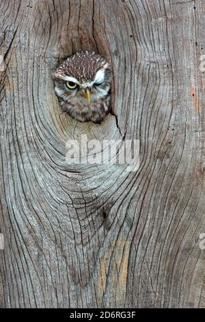 Kleine Eule (Athene noctua), Blick auf ein Baumloch, Vorderansicht, Vereinigtes Königreich, Wales, Pembrokeshire Stockfoto