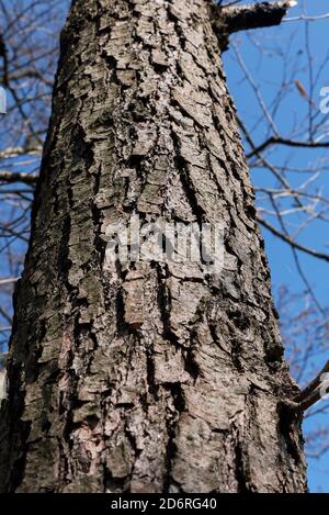 Alnus glutinosa Stamm und Ast aus nächster Nähe Stockfoto