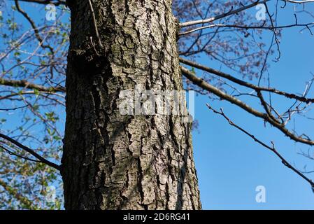 Alnus glutinosa Stamm und Ast aus nächster Nähe Stockfoto