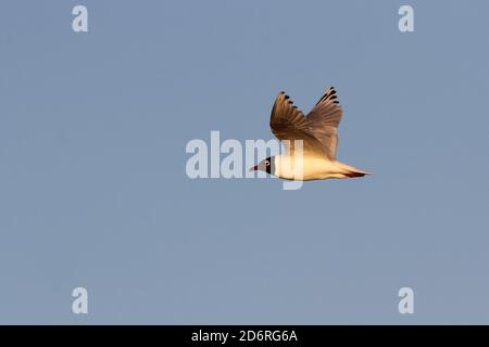 Reliktmöwe (Ichthyaetus relictus, Larus relictus), im Flug, Mongolei, Ikhes-See Stockfoto