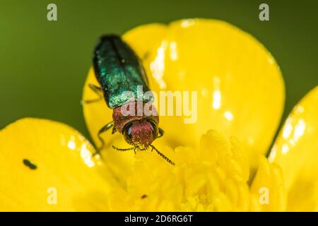 Schmuckkäfer, metallischer Holzkäfer (Anthaxia nitidula), Weibchen sitzt auf einer Blume, Deutschland Stockfoto