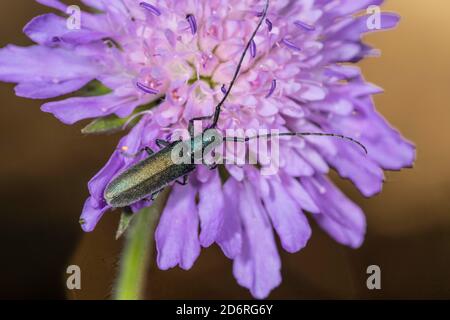 Longhorn-Käfer (Phytoecia nigricornis), sitzt auf einem Feld scabious, Knautia arvensis, Deutschland Stockfoto