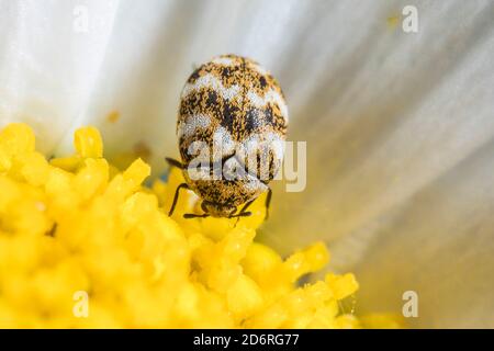 Vielseitiger Teppichkäfer (Anthrenus verbacci), sitzt auf einer Blume, Deutschland Stockfoto