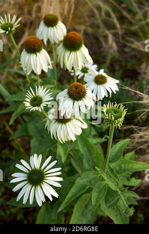 Echinacea purpurea alba blüht Stockfoto