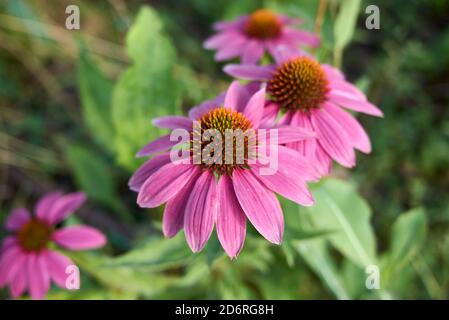 Echinacea purpurea helle Blüte Stockfoto