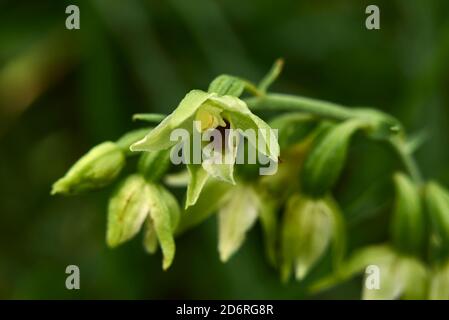 Epipactis helleborine bunte Blumen Stockfoto