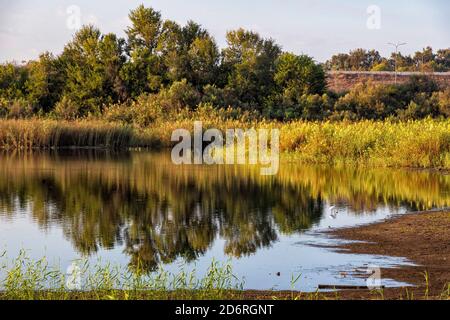 Spiegelung von Herbstbäumen und Schilf im Wasser des Stadtteiches. Querformat Stockfoto