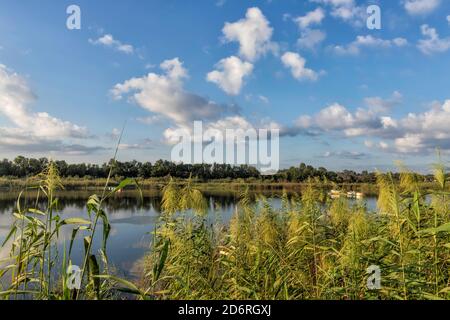 Spiegelung von weißen Wolken im Wasser des Stadtteiches mit blühenden Schilf im Vordergrund. Querformat Stockfoto