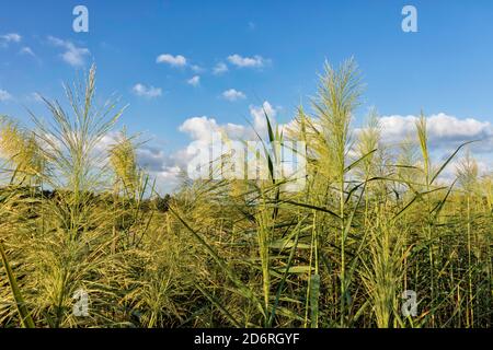 Blühende Schilf Nahaufnahme am Ufer eines Teiches gegen Ein blauer Himmel mit Wolken Stockfoto