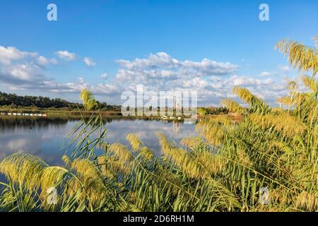 Spiegelung von weißen Wolken im Wasser des Stadtteiches mit blühenden Schilf im Vordergrund. Querformat Stockfoto