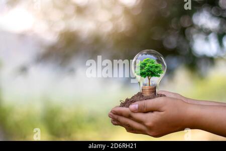 Die Hand einer jungen Frau, die eine Energiesparlampe hält, darunter einen kleinen Baum, der in einer Energiesparlampe wächst und auf erneuerbare Energie umstellt. Stockfoto
