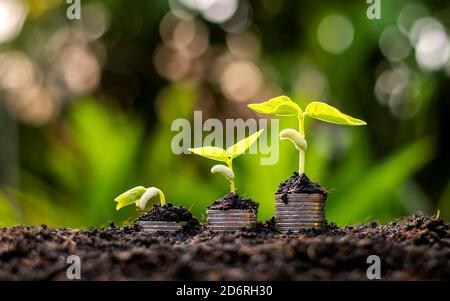 Münzen und Pflanzen werden auf einem Münzhaufen für Finanzen und Bankwesen angebaut. Die Idee, Geld zu sparen und die Finanzen zu erhöhen. Stockfoto