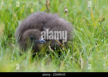 Great Skua (Eulen Skua), Küken im nassen Gras. Europa, Nordeuropa, Skandinavien, Dänemark, Färöer Inseln Stockfoto