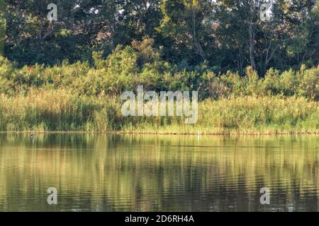 Spiegelung von Herbstbäumen und Schilf im Wasser des Stadtteiches. Querformat Stockfoto