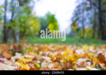Verschwommene bunte Baumzweige im sonnigen Wald, abstrakter Herbst natürlicher Hintergrund Stockfoto