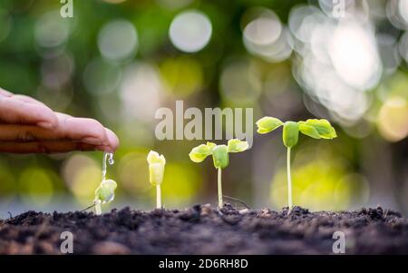 Bäume, die auf fruchtbarem Boden wachsen, das Konzept der Investition für die Landwirtschaft. Stockfoto