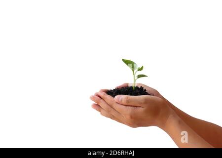Der wachsende Baum ist in den Händen von Menschen, isoliert auf einem weißen Hintergrund mit dem Schnittpfad. Stockfoto
