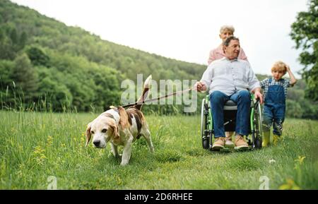 Kleine Kinder mit älteren Großeltern und Hund auf einem Spaziergang auf der Wiese in der Natur. Stockfoto