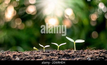Setzlinge wachsen aus fruchtbarem Boden, einschließlich der Entwicklung des Pflanzenwachstums von Samen zu Setzlingen. Konzept der Ökologie und Landwirtschaft. Stockfoto