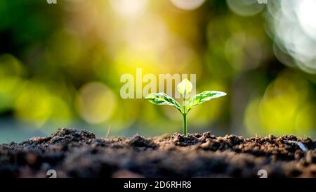 Pflanzen Sie Setzlinge oder kleine Bäume, die auf fruchtbarem Boden und weichem Sonnenlicht wachsen, einschließlich verschwommener grüner Hintergründe, das Konzept von Pflanzenwachstum und Ökos Stockfoto