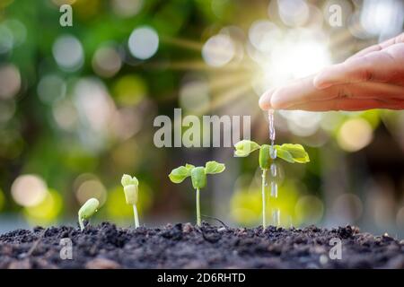 Wachsende Vegetation auf dem fruchtbaren Boden, einschließlich der Sonne scheint durch die Hände der Bewässerung Bauern, die Idee der ​​plant Wachstum und Anbau. Stockfoto