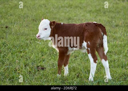 Niedliches Kuhkalb auf grüner Weide. Hereford-Rinder Stockfoto