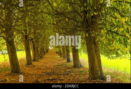 Die Lindenallee zum Kellersee, Schloss Eggersdorf, zeigt hier an einem schönen Herbsttag ihre beste Seite. Stockfoto