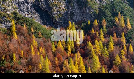 Wald im südlichen Teil der Civetta Bergkette in den Dolomiten in der Region Veneto. Die Dolomiten des Veneto sind Teil des UNESCO-h Stockfoto