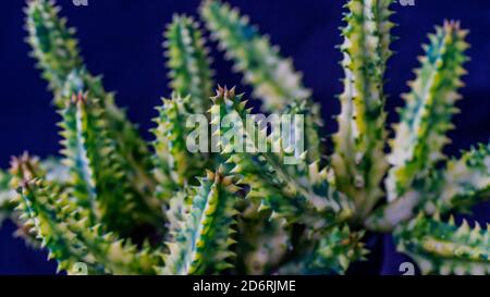 Nahaufnahme von Huernia zebrina auf schwarzem Hintergrund isoliert. Dekorative Zimmerpflanze Stockfoto